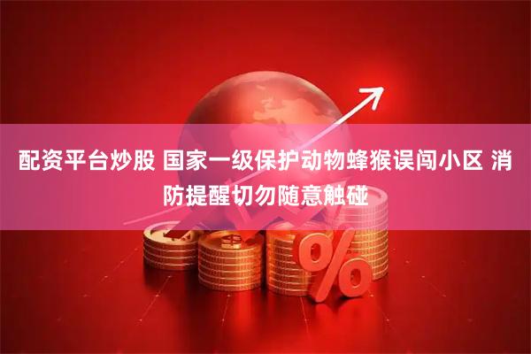配资平台炒股 国家一级保护动物蜂猴误闯小区 消防提醒切勿随意触碰
